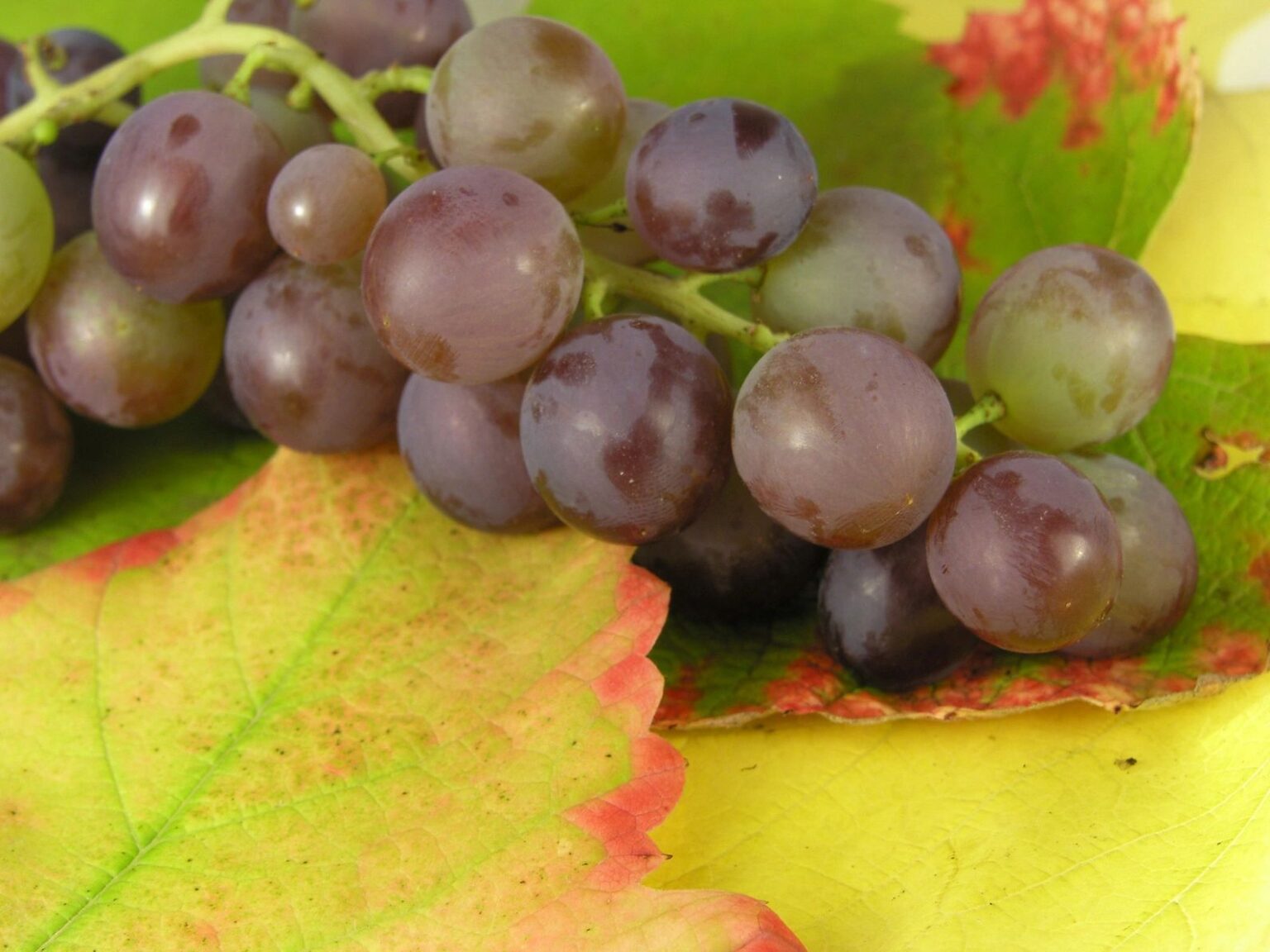 Exploring Resveratrol: A Natural Ally in Female Fertility 116856