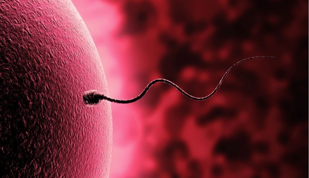 Eggandsperm