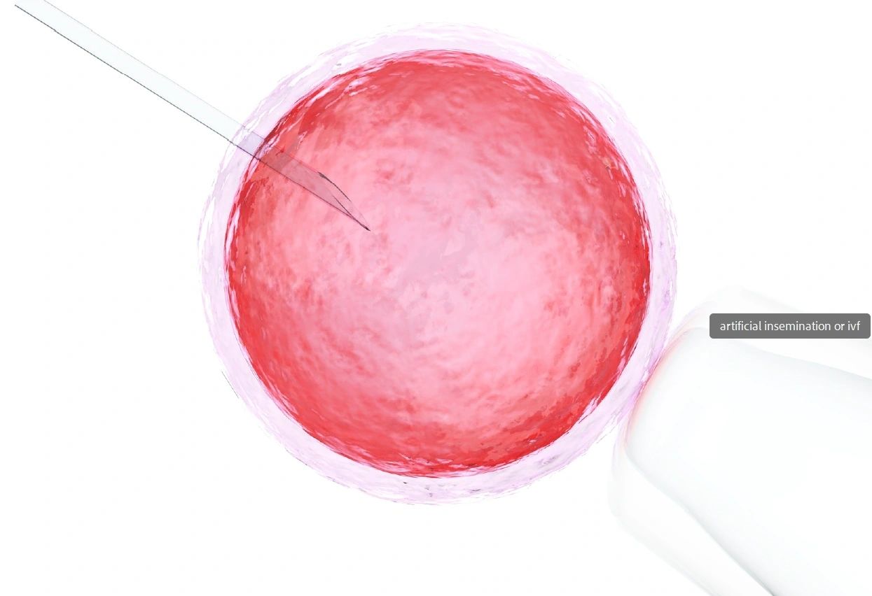 More Research on Oocyte Biology: Degradative Super-Organelles Oocyte